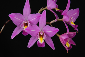 L. Finckeniana Diamond Orchids AM 81 pts.